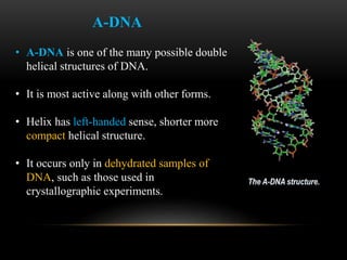 A-DNA 
• A-DNA is one of the many possible double 
helical structures of DNA. 
• It is most active along with other forms. 
• Helix has left-handed sense, shorter more 
compact helical structure. 
• It occurs only in dehydrated samples of 
DNA, such as those used in 
crystallographic experiments. 
 