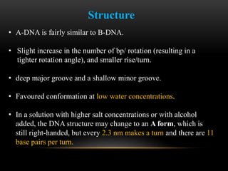 Structure 
• A-DNA is fairly similar to B-DNA. 
• Slight increase in the number of bp/ rotation (resulting in a 
tighter rotation angle), and smaller rise/turn. 
• deep major groove and a shallow minor groove. 
• Favoured conformation at low water concentrations. 
• In a solution with higher salt concentrations or with alcohol 
added, the DNA structure may change to an A form, which is 
still right-handed, but every 2.3 nm makes a turn and there are 11 
base pairs per turn. 
 
