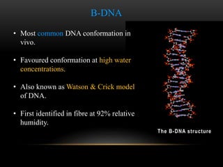 B-DNA 
• Most common DNA conformation in 
vivo. 
• Favoured conformation at high water 
concentrations. 
• Also known as Watson & Crick model 
of DNA. 
• First identified in fibre at 92% relative 
humidity. 
The B-DNA st ructure 
 