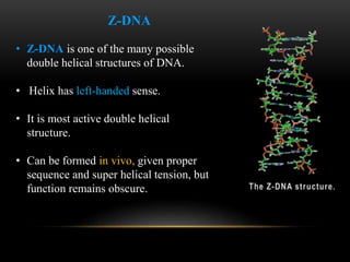 Z-DNA 
• Z-DNA is one of the many possible 
double helical structures of DNA. 
• Helix has left-handed sense. 
• It is most active double helical 
structure. 
• Can be formed in vivo, given proper 
sequence and super helical tension, but 
function remains obscure. 
 