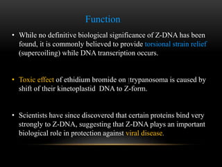 Function 
• While no definitive biological significance of Z-DNA has been 
found, it is commonly believed to provide torsional strain relief 
(supercoiling) while DNA transcription occurs. 
• Toxic effect of ethidium bromide on ttrypanosoma is caused by 
shift of their kinetoplastid DNA to Z-form. 
• Scientists have since discovered that certain proteins bind very 
strongly to Z-DNA, suggesting that Z-DNA plays an important 
biological role in protection against viral disease. 
 