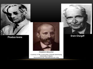 Erwin Chargaff 
Phoebus levene 
 