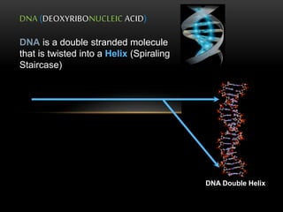DNA (DEOXYRIBONUCLEIC ACID) 
DNA Double Helix 
DNA is a double stranded molecule 
that is twisted into a Helix (Spiraling 
Staircase) 
 