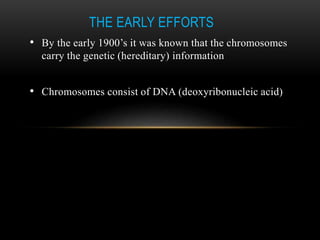 THE EARLY EFFORTS 
• By the early 1900’s it was known that the chromosomes 
carry the genetic (hereditary) information 
• ...