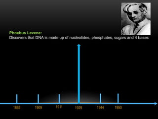 Phoebus Levene: 
Discovers that DNA is made up of nucleotides, phosphates, sugars and 4 bases 
1865 1909 1911 1929 1944 19...