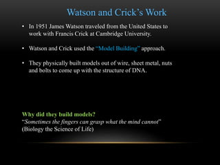 Watson and Crick’s Work 
• In 1951 James Watson traveled from the United States to 
work with Francis Crick at Cambridge U...