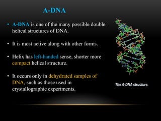 Function 
• A transition from B-DNA to A-DNA occurs during 
Transcription. 
A-DNA also plays a imp role in some processes ...