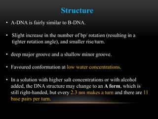 B-DNA 
• Most common DNA conformation in 
vivo. 
• Favoured conformation at high water 
concentrations. 
• Also known as W...