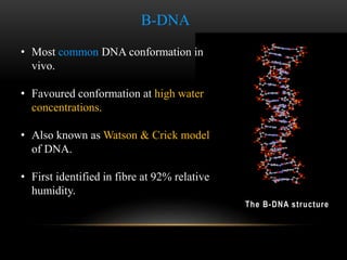 Z-DNA 
• Z-DNA is one of the many possible 
double helical structures of DNA. 
• Helix has left-handed sense. 
• It is mos...