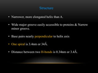 Structure 
• Z-DNA is a transient form of DNA. 
• Narrower, more elongated helix than A or B. 
• Z-DNA was first discovere...