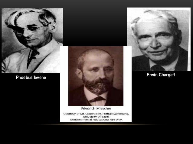 Which Discovery Is Attributed To Phoebus Levene? A complete PPT on DNA