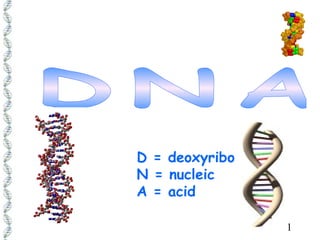1 
D = deoxyribo 
N = nucleic 
A = acid 
 