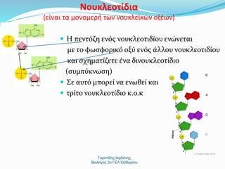 Νουκλεοτίδια 
(είναι τα μονομερή των νουκλεϊκών οξέων) 
 Η πεντόζη ενός νουκλεοτιδίου ενώνεται 
με το φωσφορικό οξύ ενός άλλου νουκλεοτιδίου 
και σχηματίζετε ένα δινουκλεοτίδιο 
(συμπύκνωση) 
 Σε αυτό μπορεί να ενωθεί και 
 τρίτο νουκλεοτίδιο κ.ο.κ 
Γαριπίδης Ιορδάνης 
Βιολόγος 3ο ΓΕΛ Χαϊδαρίου 
 