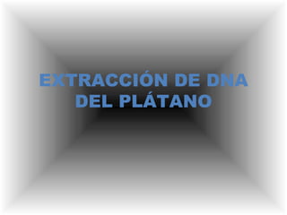 EXTRACCIÓN DE DNA 
DEL PLÁTANO 
 