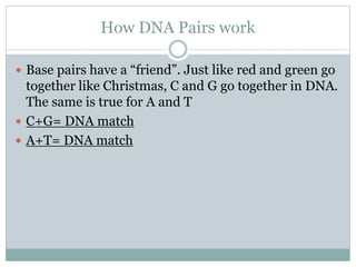 How DNA Pairs work
 Base pairs have a “friend”. Just like red and green go
together like Christmas, C and G go together in DNA.
The same is true for A and T
 C+G= DNA match
 A+T= DNA match
 