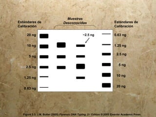 20 ng
10 ng
5 ng
2.5 ng
1.25 ng
0.63 ng20 ng
10 ng
5 ng
2.5 ng
1.25 ng
0.63 ng
Estándares de
Calibración
Estándares de
Calibración
Muestras
Desconocidas
~2.5 ng
Figure 3.3, J.M. Butler (2005) Forensic DNA Typing, 2nd
Edition © 2005 Elsevier Academic Press
 