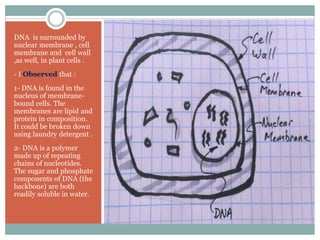 DNA is surrounded by
nuclear membrane , cell
membrane and cell wall
,as well, in plant cells .
- I Observed that :
1- DNA is found in the
nucleus of membrane-
bound cells. The
membranes are lipid and
protein in composition.
It could be broken down
using laundry detergent .
2- DNA is a polymer
made up of repeating
chains of nucleotides.
The sugar and phosphate
components of DNA (the
backbone) are both
readily soluble in water.
 