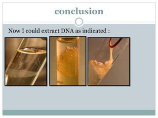 conclusion
I could extract DNA as indicated :Now
 