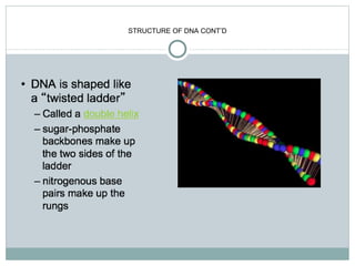 Dna.pptx