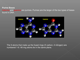 Dna | PPT