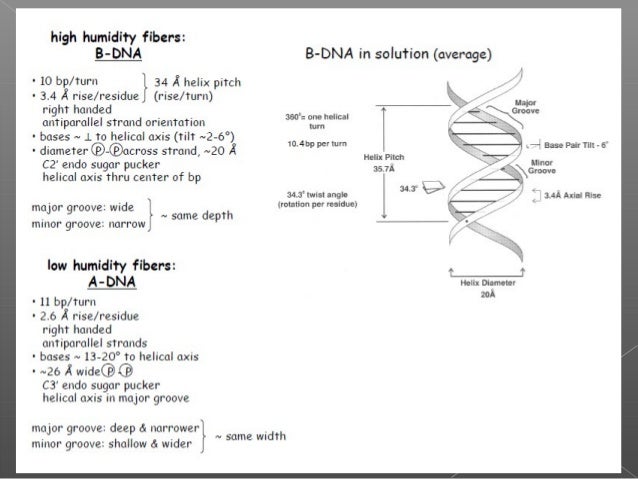 dna b form dna