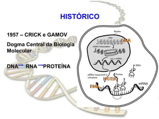 HISTÓRICO
1957 – CRICK e GAMOV
Dogma Central da Biologia
Molecular
DNA RNA PROTEÍNA
 