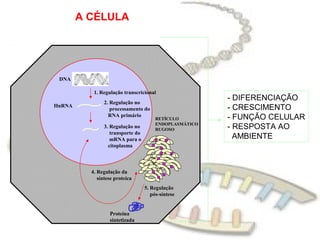 DNA
1. Regulação transcricional
HnRNA
2. Regulação no
processamento do
RNA primário
3. Regulação no
transporte do
mRNA para o
citoplasma
RETÍCULO
ENDOPLASMÁTICO
RUGOSO
4. Regulação da
síntese proteíca
Proteína
sintetizada
5. Regulação
pós-síntese
A CÉLULA
- DIFERENCIAÇÃO
- CRESCIMENTO
- FUNÇÃO CELULAR
- RESPOSTA AO
AMBIENTE
 
