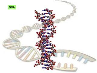 DNA
 
