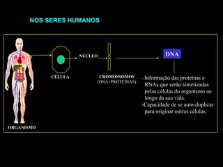 ORGANISMO
CÉLULA
NÚCLEO
CROMOSSOMOS
(DNA+PROTEÍNAS)
- Informação das proteínas e
RNAs que serão sintetizadas
pelas células do organismo ao
longo da sua vida.
-Capacidade de se auto-duplicar
para originar outras células.
DNADNA
NOS SERES HUMANOSNOS SERES HUMANOS
 