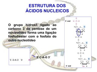 ESTRUTURA DOS
ÁCIDOS NUCLEICOS
O grupo hidroxil ligado ao
carbono 3 da pentose de um
nucleotídeo forma uma ligação
fosfodiéster com o fosfato do
outro nucleotídeo
5’ C-A-G 3’
 