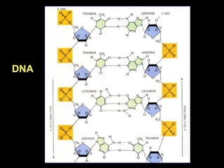 DNA
 