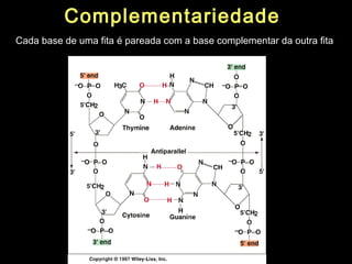Cada base de uma fita é pareada com a base complementar da outra fita
Complementariedade
 