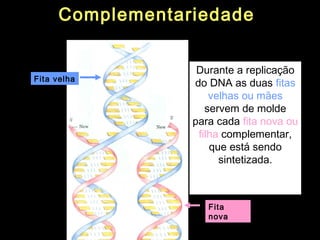 Durante a replicação
do DNA as duas fitas
velhas ou mães
servem de molde
para cada fita nova ou
filha complementar,
que está sendo
sintetizada.
Fita
nova
Fita velha
Complementariedade
 