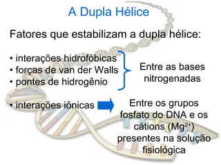 Fatores que estabilizam a dupla hélice:
• interações hidrofóbicas
• forças de van der Walls
• pontes de hidrogênio
• interações iônicas
Entre as bases
nitrogenadas
Entre os grupos
fosfato do DNA e os
cátions (Mg2+
)
presentes na solução
fisiológica
A Dupla Hélice
 