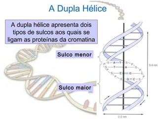 Sulco menor
Sulco maior
A dupla hélice apresenta dois
tipos de sulcos aos quais se
ligam as proteínas da cromatina
A Dupla Hélice
 
