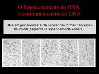 DNA em procariontes: DNA circular nas formas não-super-
helicoidal (esquerda) e super-helicoidal (direita)
O Empacotamento do DNA:
a estrutura terciária do DNA
 