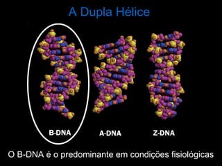 O B-DNA é o predominante em condições fisiológicas
A Dupla Hélice
 