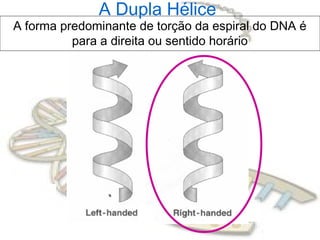 A forma predominante de torção da espiral do DNA é
para a direita ou sentido horário
A Dupla Hélice
 