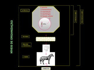 DNA
Controla:
1) homeostasia
2) reprodução
3) morfologia
4) função celular
A CÉLULA
TECIDOS
ÓRGÃOS
E SISTEMAS
CORPO
UNICELULARES
MULTICELULARES
AMBIENTE
NÍVEISDEORGANIZAÇÃO
 
