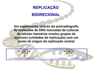 REPLICAÇÃO
BIDIRECIONAL
Um experimento através da autoradiografia
de moléculas de DNA marcadas de culturas
de células mamárias revelou grupos de
replicons (unidades de replicação) com um
ponto de origem de replicação central
OR OR
 