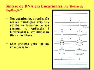 Síntese de DNA em Eucariontes: As “Bolhas de
Replicação”
• Nos eucariontes, a replicação
requer “múltiplas origens”,
devido ao tamanho de seu
genoma. A replicação é
bidirecional e, em ambas as
fitas, simultânea.
• Este processo gera “bolhas
de replicação”.
 