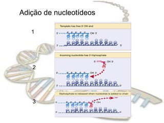 Adição de nucleotídeos
1
2
3
 