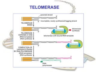 TELOMERASE
 