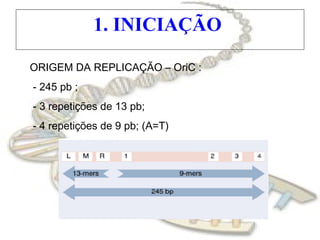 1. INICIAÇÃO
ORIGEM DA REPLICAÇÃO – OriC :
- 245 pb ;
- 3 repetições de 13 pb;
- 4 repetições de 9 pb; (A=T)
 