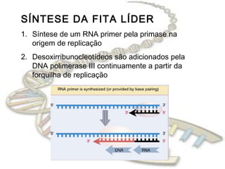 SÍNTESE DA FITA LÍDER
1. Síntese de um RNA primer pela primase na
origem de replicação
2. Desoxirribunocleotídeos são adicionados pela
DNA polimerase III continuamente a partir da
forquilha de replicação
 