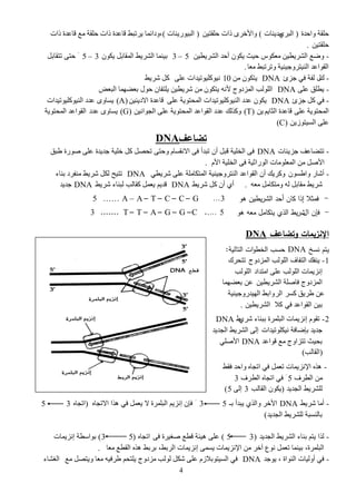 4
‫ٚثفور‬ ‫فٍمز‬(ٌٞ‫ثٌذ‬‫ِو٠ٕجس‬)ٓ١‫فٍمض‬ ‫ىثس‬ ٌٜ‫ٚثألم‬(‫ثٌذ١ًٛ٠ٕجس‬)‫ىثس‬ ‫لجػور‬ ‫ِغ‬ ‫فٍمز‬ ‫ىثس‬ ‫لجػور‬ ‫٠ٌصذػ‬ ‫،ٚهثةّج‬
ٓ١‫فٍمض‬.
-ٓ١‫ثٌشٌ٠ط‬ ‫أفو‬ ْٛ‫٠ى‬ ‫ف١ظ‬ ُٛ‫ِؼى‬ ٓ١‫ثٌشٌ٠ط‬ ‫ٚظغ‬5–3ْٛ‫٠ى‬ ً‫ثٌّمجد‬ ‫ثٌشٌ٠ػ‬ ‫د١ّٕج‬3–5ًَ‫صضمجد‬ ٝ‫فض‬
‫ِؼج‬ ‫ٚصٌصذػ‬ ‫ثٌٕ١ضٌٚؽ١ٕ١ز‬ ‫ثٌمٛثػو‬.
-‫ن‬‫ؽَا‬ ٟ‫ف‬ ‫ٌفز‬ ‫ي‬DNAِٓ ْٛ‫٠ضى‬10ٍٝ‫ػ‬ ‫ٔ١ٛوٍ١ٛص١وثس‬‫شٌ٠ػ‬ ً‫و‬
-ٍٝ‫ػ‬ ‫٠طٍك‬DNA‫ثٌذؼط‬ ‫دؼعّٙج‬ ‫فٛي‬ ْ‫٠ٍضفج‬ ٓ١‫شٌ٠ط‬ ِٓ ْٛ‫٠ضى‬ ٗٔ‫أل‬ ‫ثٌَّهٚػ‬ ‫ثٌٌٍٛخ‬
-‫ؽَا‬ ً‫و‬ ٟ‫ف‬DNAٍٝ‫ػ‬ ‫ثٌّقضٛ٠ز‬ ‫ثٌٕ١ٛوٍ١ٛص١وثس‬ ‫ػوه‬ ْٛ‫٠ى‬ٓ١ٕ٠‫ثاله‬ ‫لجػور‬(A)‫ثٌٕ١ٛوٍ١ٛص١وثس‬ ‫ػوه‬ ٜٚ‫٠ْج‬
ٍٝ‫ػ‬ ‫ثٌّقضٛ٠ز‬ُ٠‫ثٌغج‬ ‫لجػور‬ٓ٠(T)ٓ١ٔ‫ثٌؾٛث‬ ٍٝ‫ػ‬ ‫ثٌّقضٛ٠ز‬ ‫ثٌمٛثػو‬ ‫ػوه‬ ‫ٚويٌه‬(G)‫ػوه‬ ٜٚ‫٠ْج‬‫ثٌّقضٛ٠ز‬ ‫ثٌمٛثػو‬
ٓ٠ٍٛ‫ثٌْ١ض‬ ٍٝ‫ػ‬(C)
‫تضاعف‬DNA
-‫ؽَ٠تجس‬ ‫صضعجػف‬DNA‫غذك‬ ‫صًٛر‬ ٍٝ‫ػ‬ ‫ؽو٠ور‬ ‫مٍ١ز‬ ً‫و‬ ً‫صقص‬ ٝ‫ٚفض‬ َ‫ثالٔمْج‬ ٝ‫ف‬ ‫صذوأ‬ ْ‫أ‬ ً‫لذ‬ ‫ثٌنٍ١ز‬ ٝ‫ف‬
َ‫ثأل‬ ‫ثٌنٍ١ز‬ ٝ‫ف‬ ‫ثًٌٛثع١ز‬ ‫ثٌّؼٍِٛجس‬ ِٓ ً‫ثألص‬.
-ْْٛ‫ٚثغ‬ ً‫أشج‬ٟ‫شٌ٠ط‬ ٍٝ‫ػ‬ ‫ثٌّضىجٍِز‬ ‫ثٌٕضٌٚؽ١ٕ١ز‬ ‫ثٌمٛثػو‬ ْ‫أ‬ ‫ٚوٌ٠ه‬DNA‫دٕجء‬ ‫ِٕفٌه‬ ‫شٌ٠ػ‬ ً‫ٌى‬ ‫صض١ـ‬
ٗ‫ِؼ‬ ًِ‫ِٚضىج‬ ٌٗ ً‫ِمجد‬ ‫شٌ٠ػ‬.‫شٌ٠ػ‬ ً‫و‬ ْ‫أ‬ ٞ‫أ‬DNA‫شٌ٠ػ‬ ‫ٌذٕجء‬ ‫ومجٌخ‬ ًّ‫٠ؼ‬ ُ٠‫لو‬DNA‫ؽو٠و‬
5 …… A – A – T – C – C – G …3 -‫هو‬ ‫الشريطين‬ ‫أحد‬ ‫كان‬ ‫إذا‬ ‫فمثال‬
-‫ال‬ ‫فإن‬‫هو‬ ‫معه‬ ‫يتكامل‬ ‫الذي‬ ‫شريط‬5…..C–G–G–A–T–T.......3
‫وتضاعف‬ ‫اإلنزيمات‬DNA
‫نسخ‬ ‫يتم‬DNA‫التالية‬ ‫ات‬‫و‬‫الخط‬ ‫حسب‬:
1-‫ثٌَّهٚػ‬ ‫ثٌٌٍٛخ‬ ‫ثٌضفجف‬ ‫٠ٕفه‬‫صضقٌن‬
‫ثِضوثه‬ ٍٝ‫ػ‬ ‫ثٌٌٍٛخ‬ ‫إَٔ٠ّجس‬‫ثٌٌٍٛخ‬
ٓ١‫ثٌشٌ٠ط‬ ‫فجصٍز‬ ‫ثٌَّهٚػ‬ٓ‫ػ‬‫دؼعّٙج‬
ٌْ‫و‬ ‫غٌ٠ك‬ ٓ‫ػ‬ٌٌ‫ث‬‫ثٌٙ١وًٚؽ١ٕ١ز‬ ‫ٚثدػ‬
‫ثٌمٛثػو‬ ٓ١‫د‬ٟ‫ف‬‫وال‬ٓ١‫ثٌشٌ٠ط‬.
2-ٌٞ‫ش‬ ‫دذٕجء‬ ‫ثٌذٌٍّر‬ ‫إَٔ٠ّجس‬ َٛ‫صم‬‫غ‬DNA
‫ٔ١ىٍٛص١وثس‬ ‫دئظجفز‬ ‫ؽو٠و‬‫ثٌؾو٠و‬ ‫ثٌشٌ٠ػ‬ ٌٝ‫إ‬
‫لٛثػو‬ ‫ِغ‬ ‫صضَثٚػ‬ ‫دق١ظ‬DNAٍٟ‫ثألص‬
(‫ثٌمجٌخ‬)
-‫فمػ‬ ‫ٚثفو‬ ٖ‫ثصؾج‬ ٟ‫ف‬ ًّ‫صؼ‬ ‫ثإلَٔ٠ّجس‬ ٖ‫٘ي‬
‫ثٌطٌف‬ ِٓ5َ‫ثٌػ‬ ٖ‫ثصؾج‬ ٟ‫ف‬‫ًف‬3
‫ثٌؾو٠و‬ ‫ٌٍشٌ٠ػ‬(‫ثٌمجٌخ‬ ْٛ‫٠ى‬3ٌٝ‫إ‬5)
-‫شٌ٠ػ‬ ‫أِج‬DNA‫دـ‬ ‫٠ذوأ‬ ٞ‫ٚثٌي‬ ٌ‫ثألم‬53َٖ‫ثالصؾج‬ ‫٘يث‬ ٟ‫ف‬ ًّ‫٠ؼ‬ ‫ال‬ ‫ثٌذٌٍّر‬ ُ٠َٔ‫إ‬ ْ‫فئ‬(ٖ‫ثصؾج‬35
‫ثٌؾو٠و‬ ‫ٌٍشٌ٠ػ‬ ‫دجٌْٕذز‬)
-‫ثٌؾو٠و‬ ‫ثٌشٌ٠ػ‬ ‫دٕجء‬ ُ‫٠ض‬ ‫ٌيث‬(35)ٝ‫ف‬ ‫صغ١ٌر‬ ‫لطغ‬ ‫٘١تز‬ ٍٝ‫ػ‬ٖ‫ثصؾج‬(53)‫إَٔ٠ّجس‬ ‫دٛثّطز‬
‫ِؼج‬ ‫ثٌمطغ‬ ٖ‫٘ي‬ ‫دٌدػ‬ ،‫ثٌٌدػ‬ ‫إَٔ٠ّجس‬ ّْٝ٠ ‫ثإلَٔ٠ّجس‬ ِٓ ٌ‫آم‬ ‫ٔٛع‬ ًّ‫صؼ‬ ‫د١ّٕج‬ ،‫ثٌذٌٍّر‬.
-‫٠ٛؽو‬ ، ‫ثٌٕٛثر‬ ‫أٌٚ١جس‬ ٟ‫ف‬DNA‫ِغ‬ ً‫ٚ٠ضص‬ ‫ِؼج‬ ٗ١‫غٌف‬ ُ‫٠ٍضق‬ ‫َِهٚػ‬ ‫ٌٌٛخ‬ ً‫شى‬ ٍٝ‫ػ‬ ٍَ‫ثٌْ١ضٛدال‬ ٟ‫ف‬‫ثٌغشجء‬
 