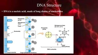 DNA Structure
• DNA is a nucleic acid, made of long chains of nucleotides
Nucleotide
Phosphate
group
Nitrogenous
base
Sugar
Polynucleotide Sugar-phosphate backbone
DNA nucleotide
Phosphate
group
Nitrogenous base
(A, G, C, or T)
Thymine (T)
Sugar
(deoxyribose)
20-12-2015 11
 