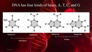 DNA has four kinds of bases, A, T, C, and G
Pyrimidines
Thymine (T) Cytosine (C)
Purines
Adenine (A) Guanine (G)
20-12-2015 12
 
