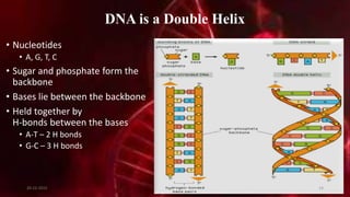 DNA is a Double Helix
• Nucleotides
• A, G, T, C
• Sugar and phosphate form the
backbone
• Bases lie between the backbone
• Held together by
H-bonds between the bases
• A-T – 2 H bonds
• G-C – 3 H bonds
20-12-2015 14
 