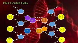 DNA Double Helix
P
P
P
O
O
O
1
2
3
4
5
5
3
3
5
P
P
P
O
O
O
1
2 3
4
5
5
3
5
3
G C
T A
20-12-2015 15
 